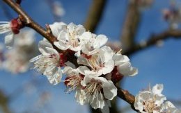 Fleurs de cerisiers - JPEG - 133.8 ko