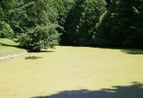 Les lentilles d'eau sur l'étang de Bois Dieu