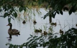 Canards su l'étang du grand creux Bois Dieu - JPEG - 169.2 ko