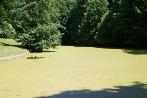 Les lentilles d'eau sur l'étang de Bois Dieu - JPEG - 204.1 ko